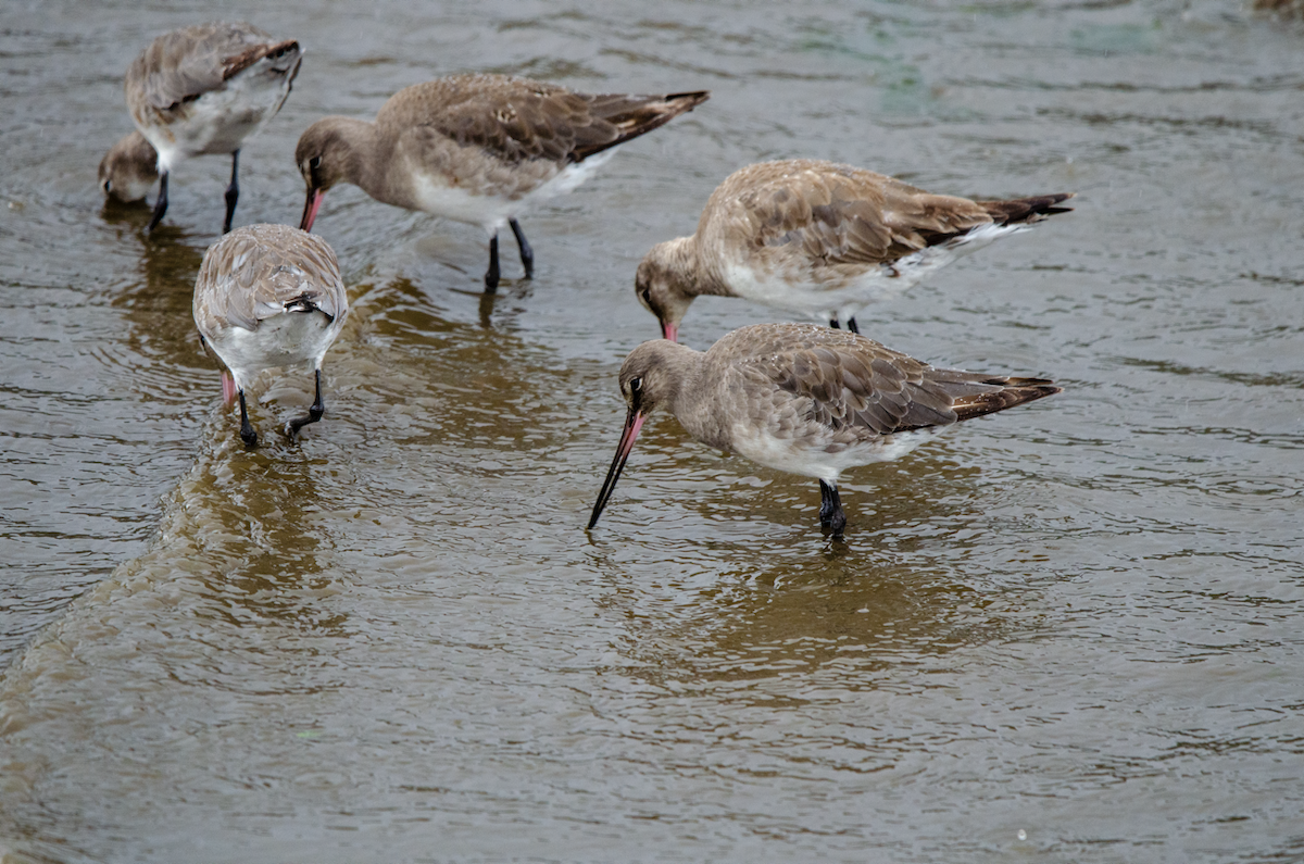 Hudson Çamurçulluğu - ML631094148