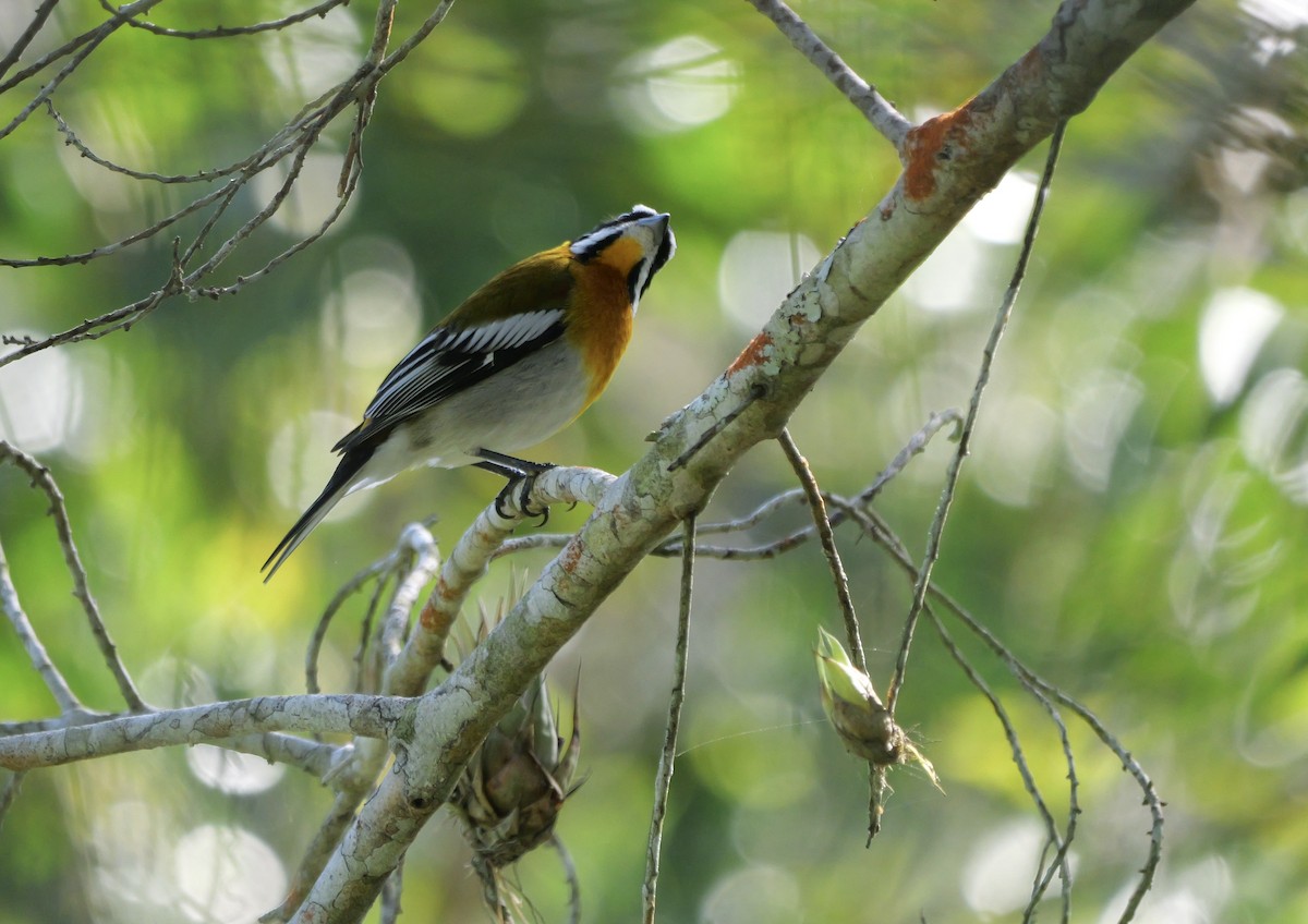 Western Spindalis - ML631094310