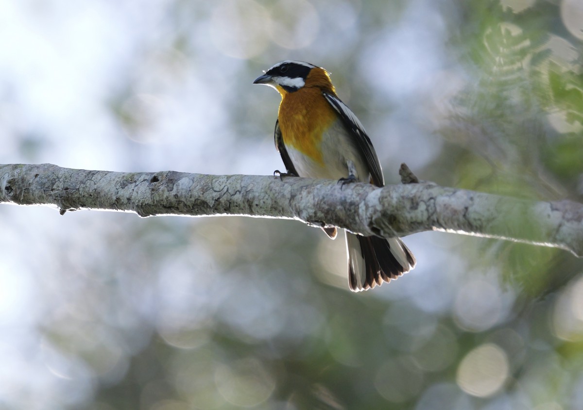 Western Spindalis - ML631094311