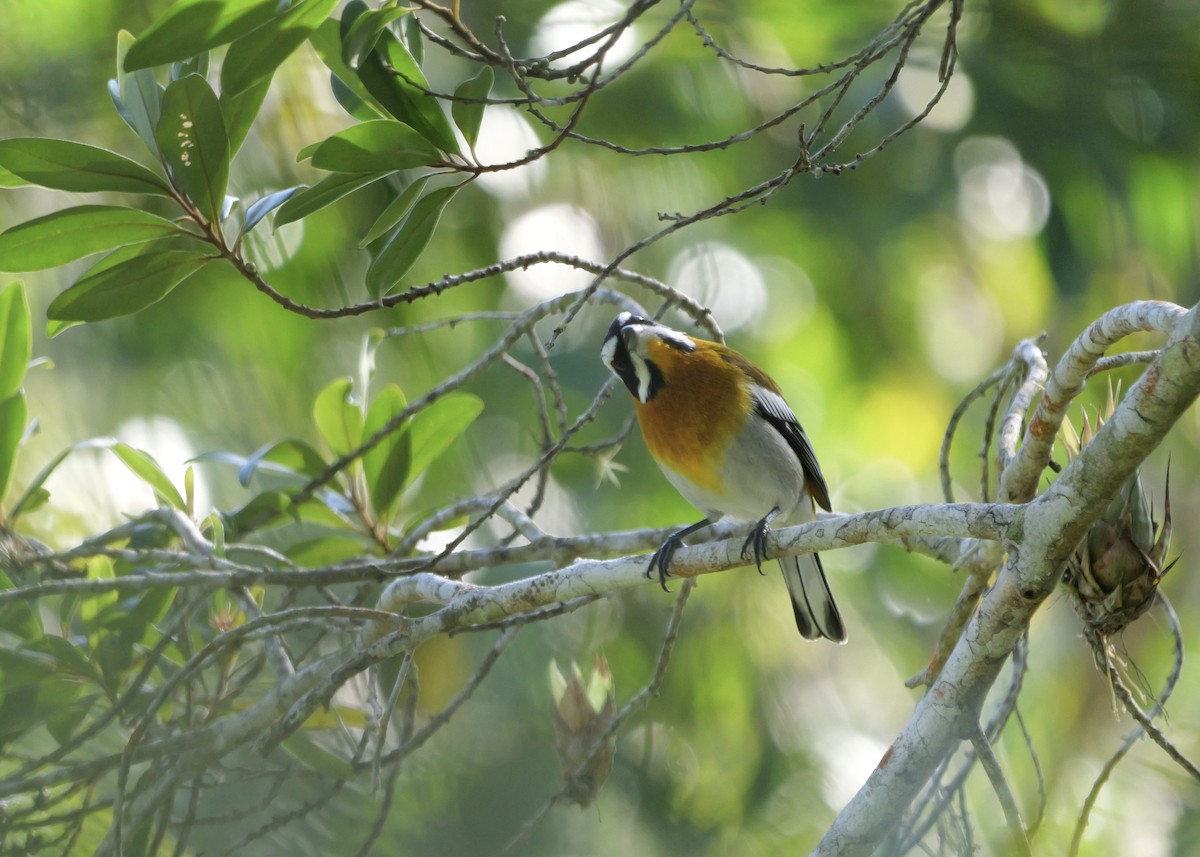 Western Spindalis - ML631094312