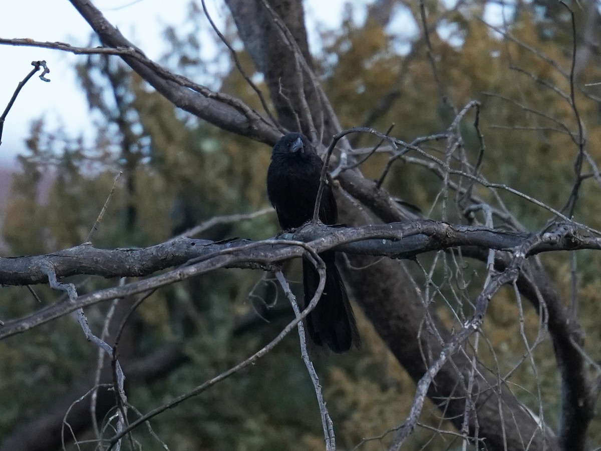 Groove-billed Ani - ML631094344