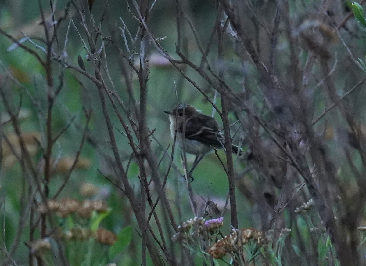 Pied-crested Tit-Tyrant - ML631094353