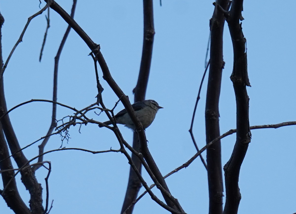 Cinereous Conebill - ML631094375