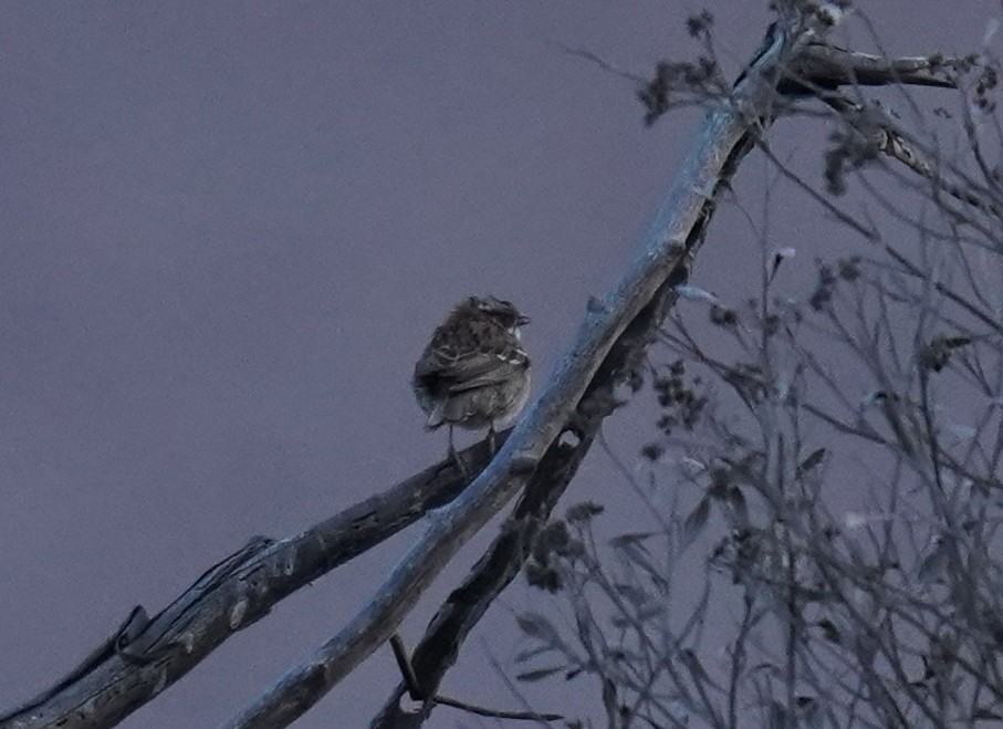passerine sp. - ML631094431