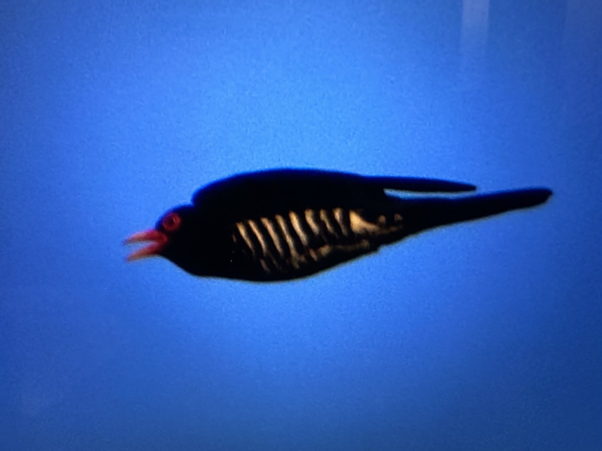 Violet Cuckoo - ML631094555