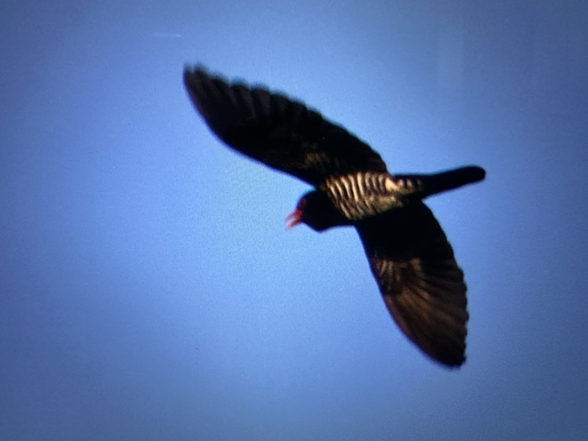 Violet Cuckoo - ML631094556