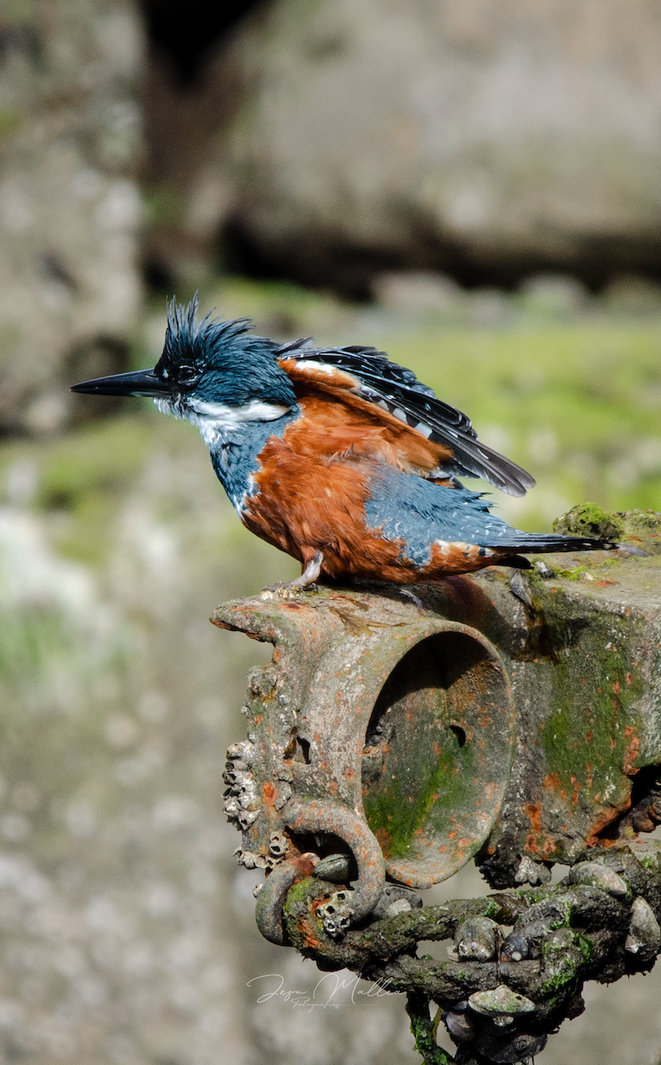 Kolyeli Yalıçapkını - ML631094586