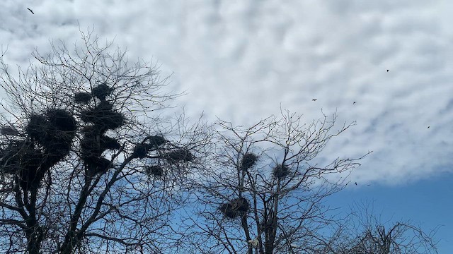 Грак - ML631094588
