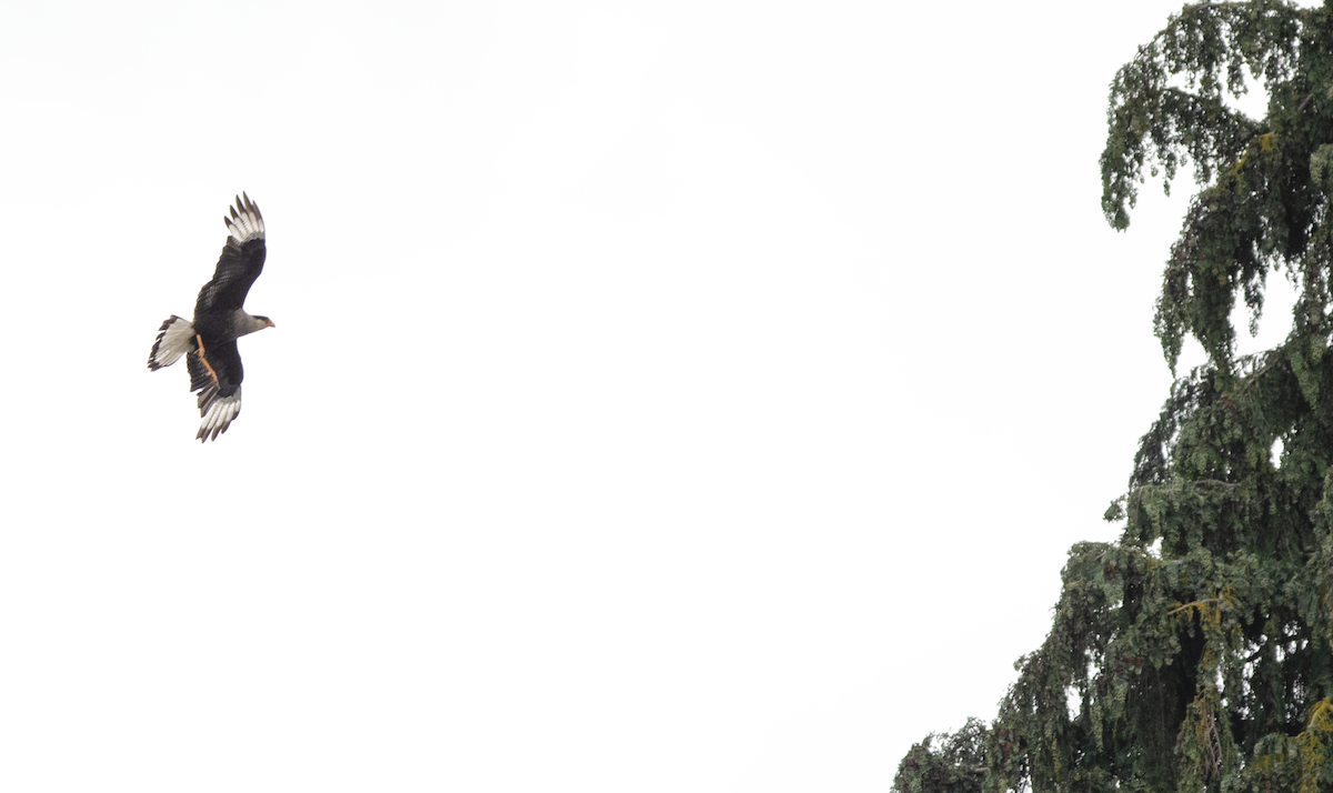 Tepeli Karakara - ML631094590