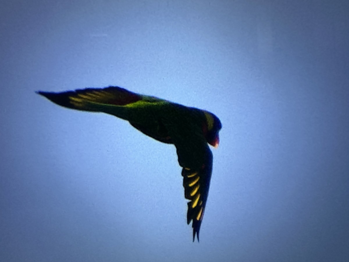 Coconut Lorikeet - ML631094666