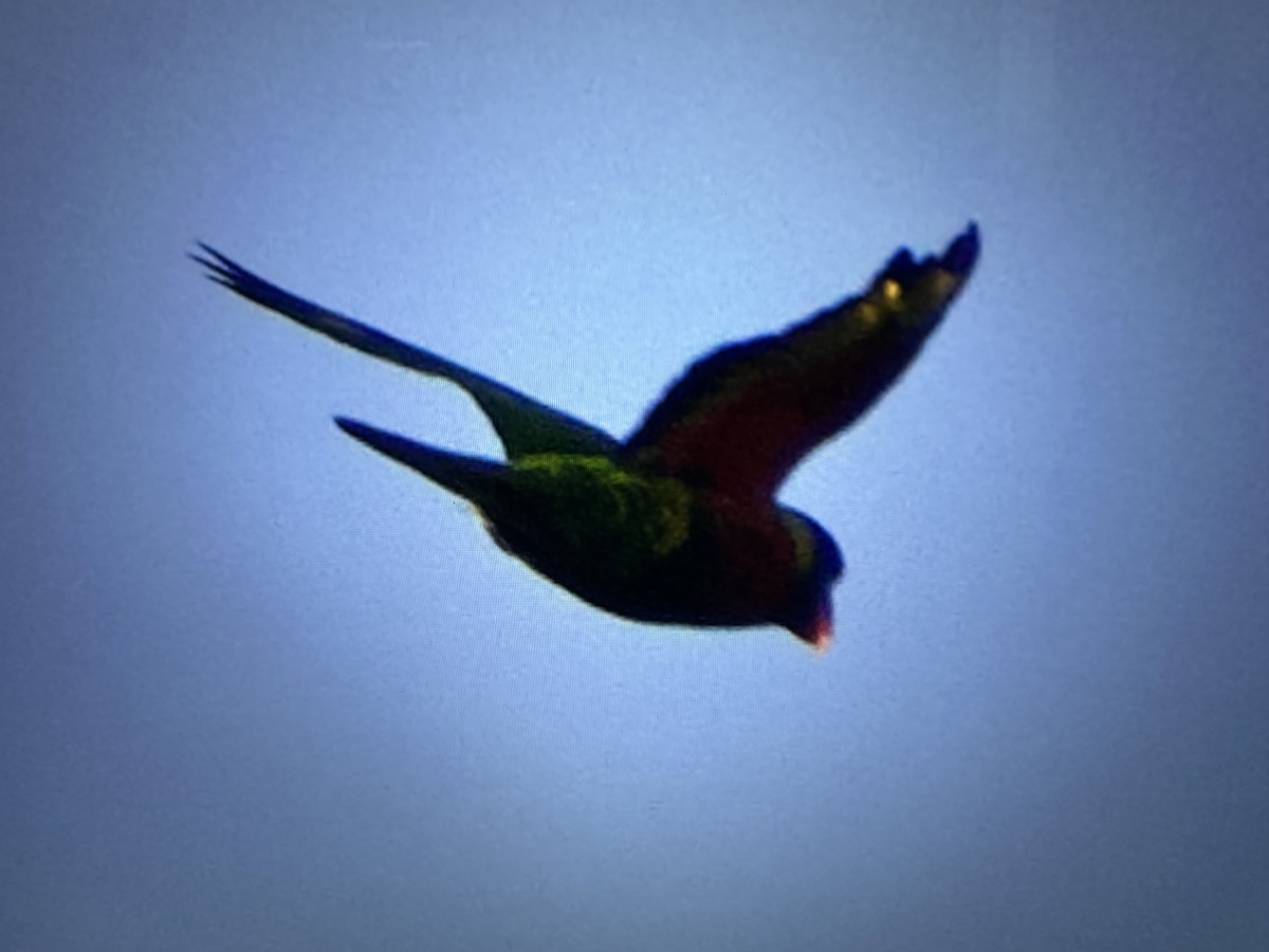 Coconut Lorikeet - ML631094667