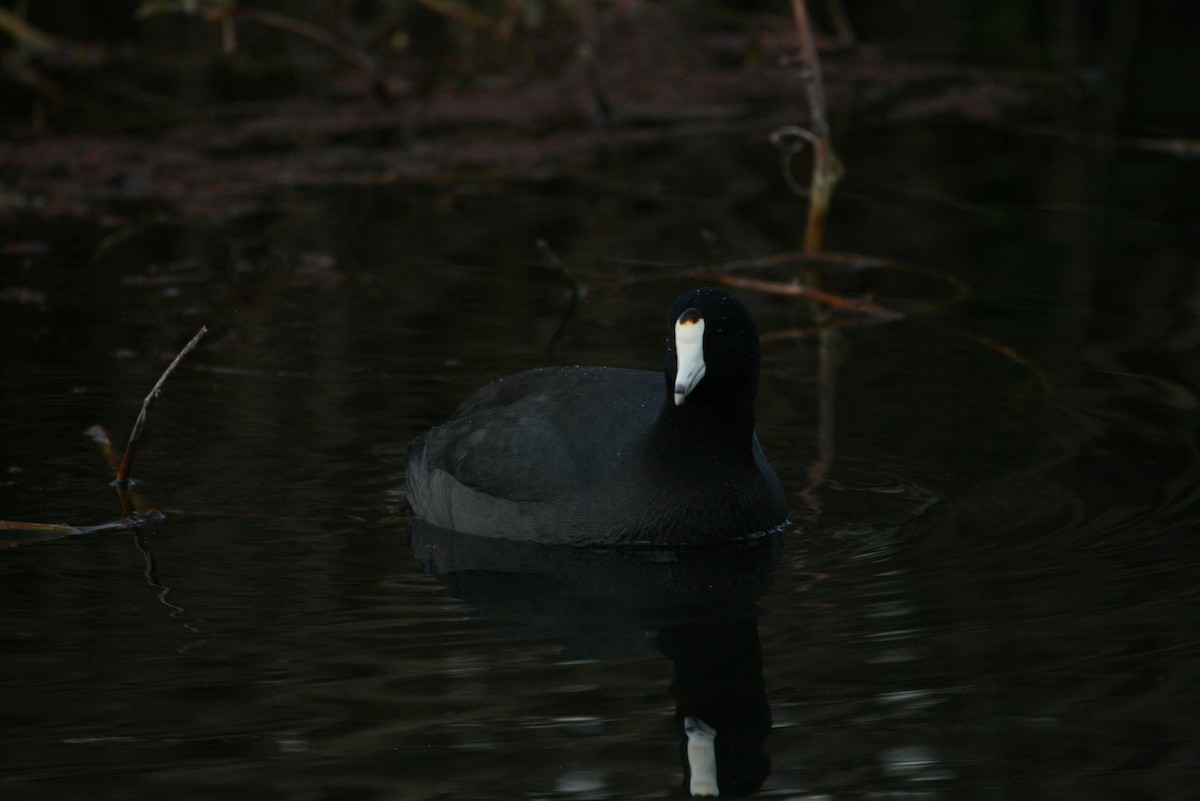 American Coot - ML631094931