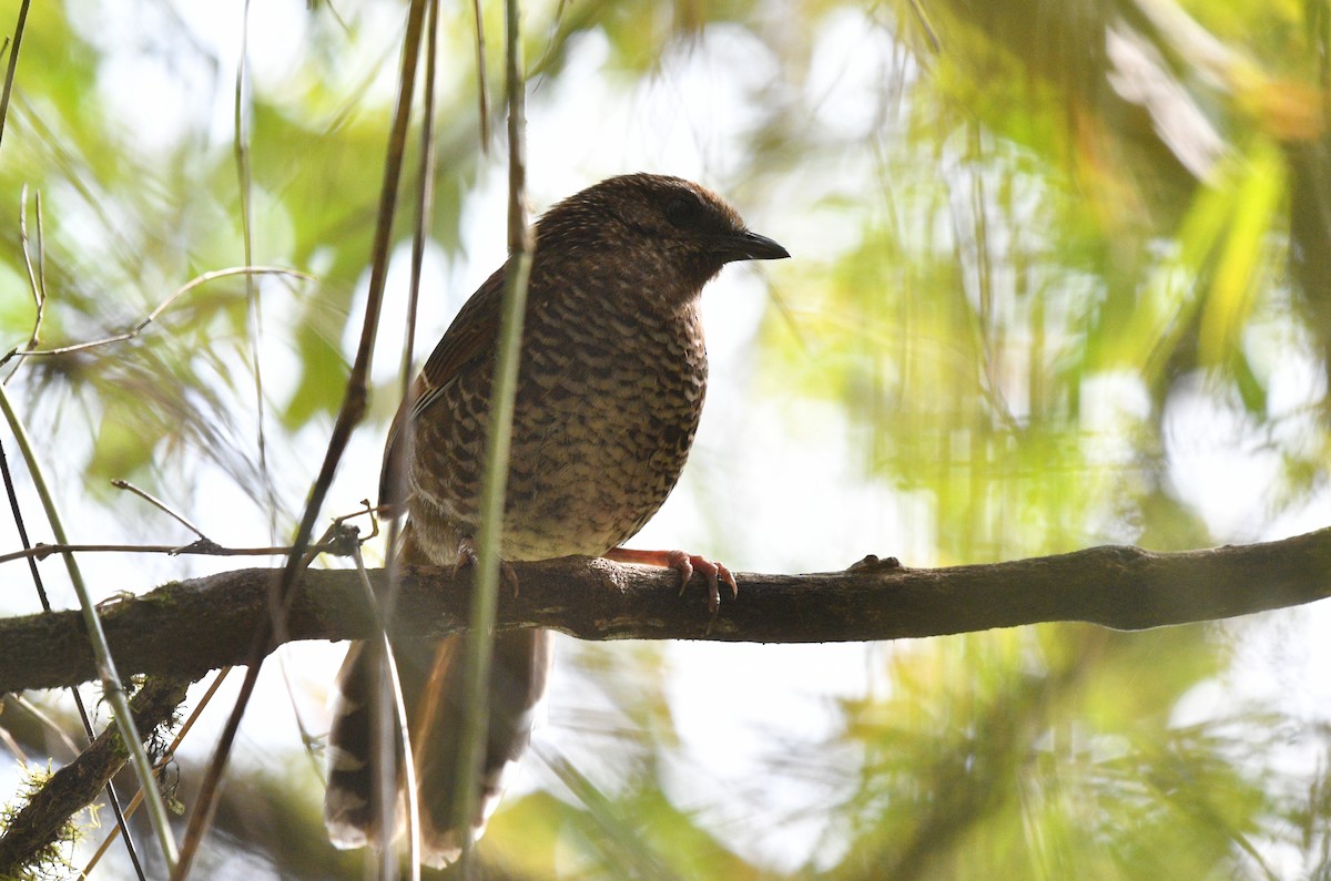 Brown-capped Laughingthrush - ML631095084
