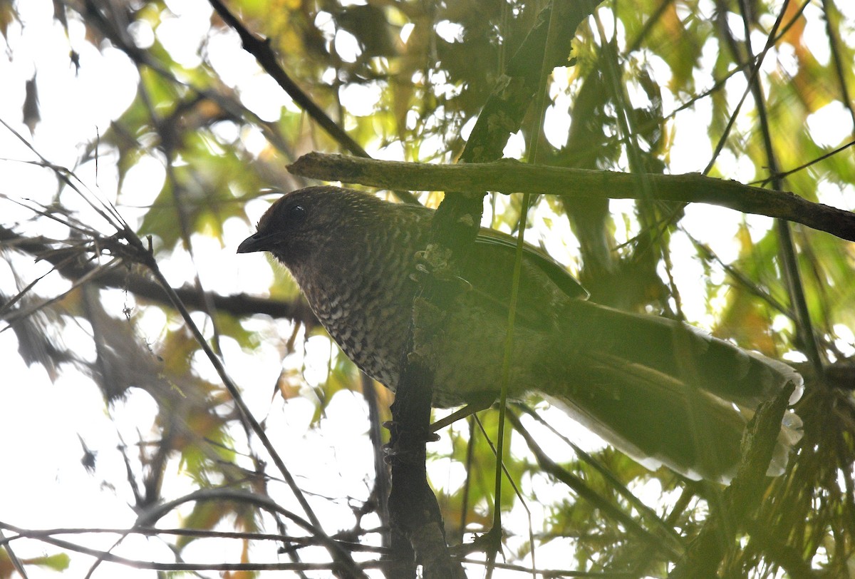 Brown-capped Laughingthrush - ML631095085