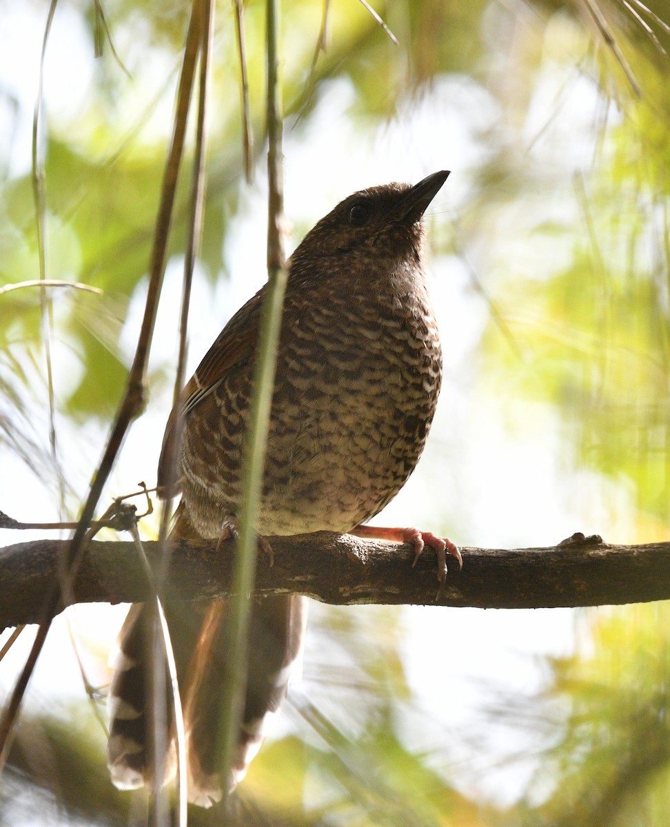 Brown-capped Laughingthrush - ML631095086