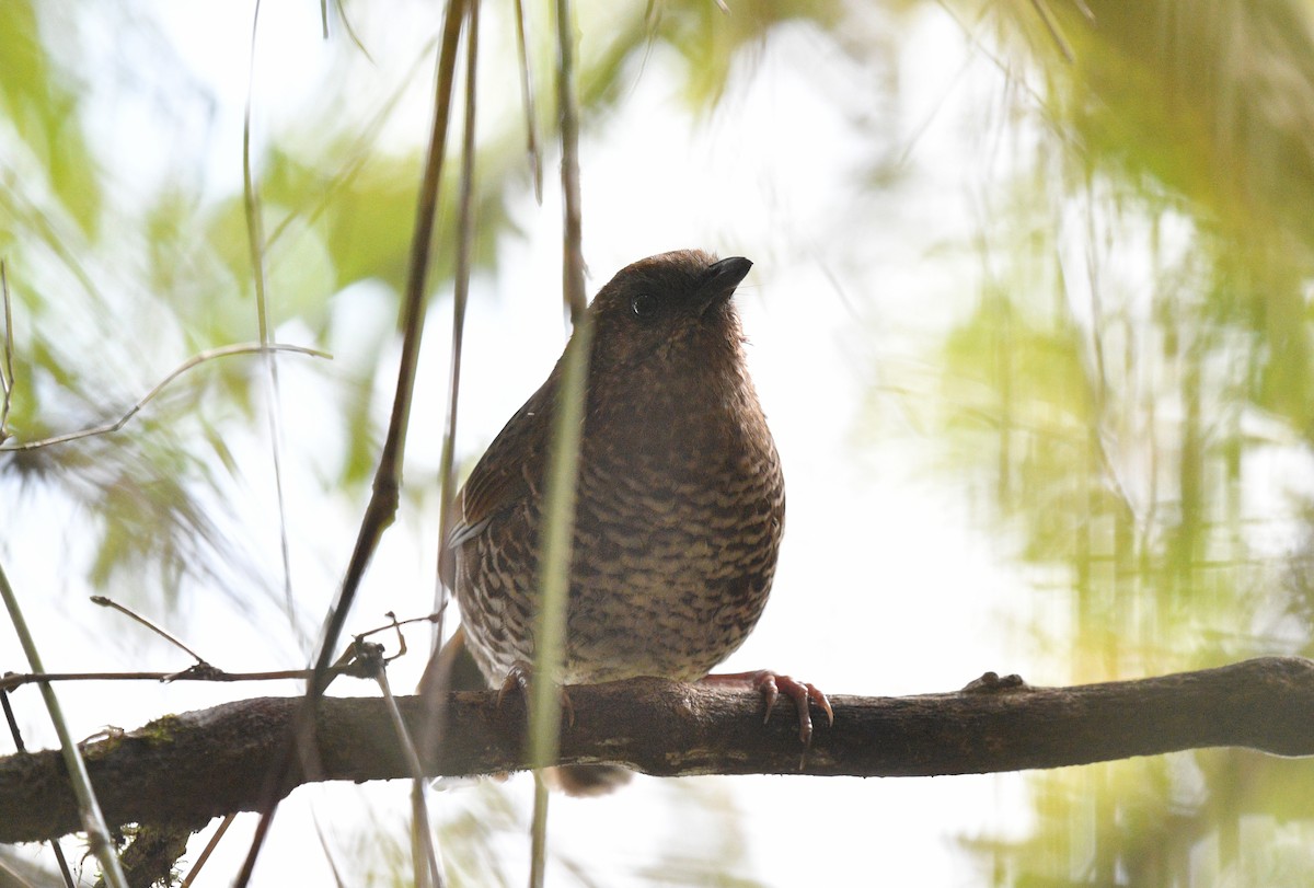 Brown-capped Laughingthrush - ML631095087