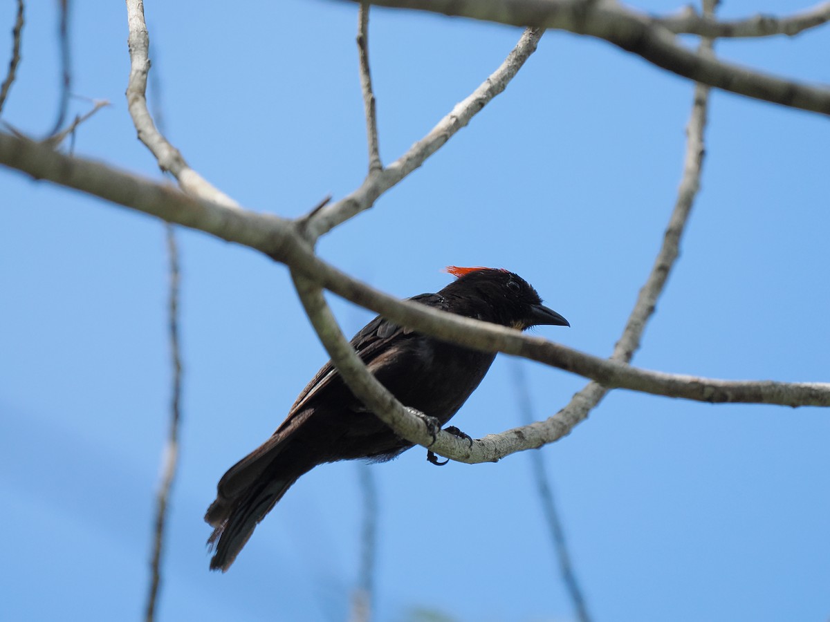 Flame-crested Tanager - ML631095489