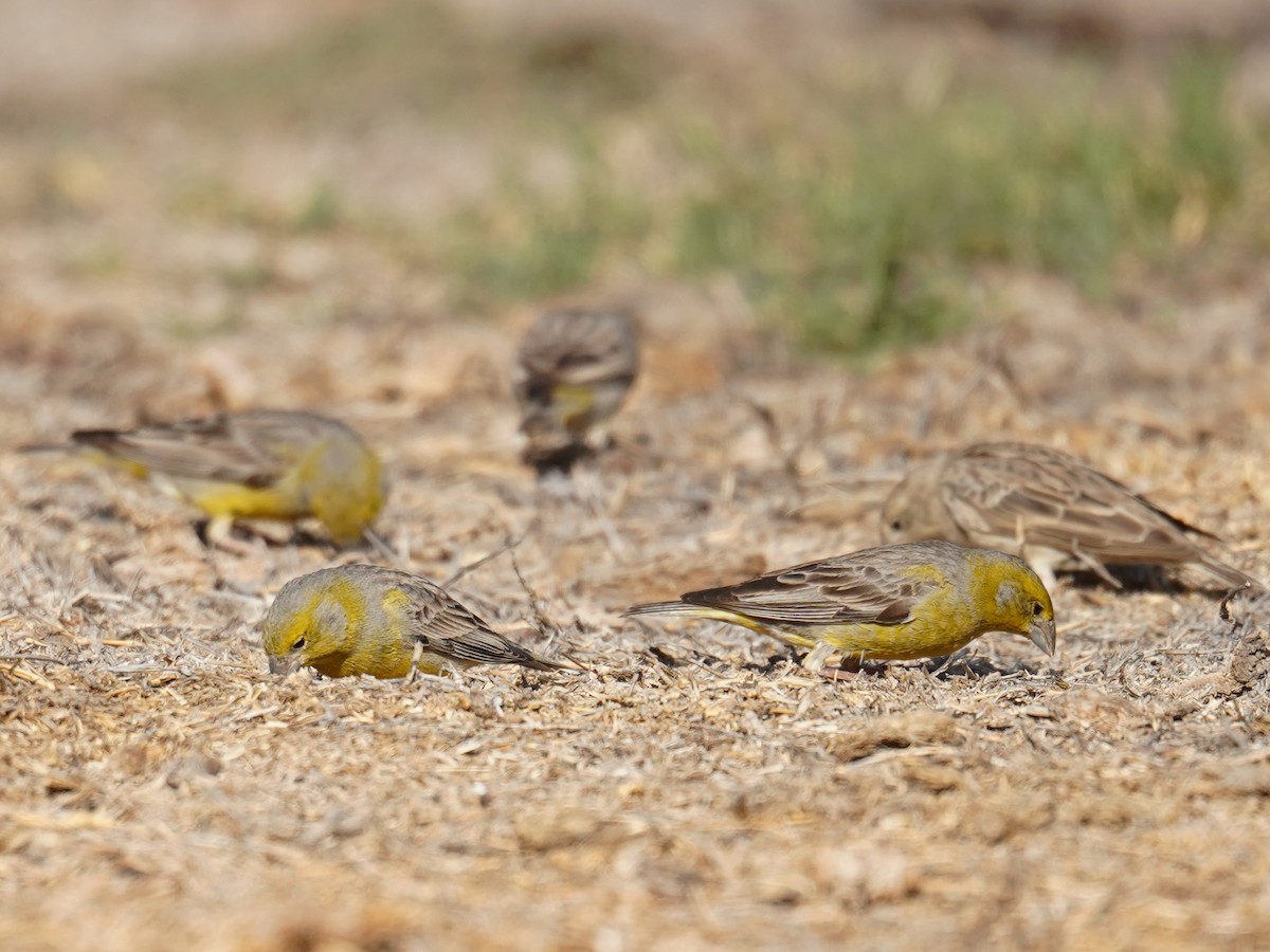 Raimondi's Yellow-Finch - ML631095608