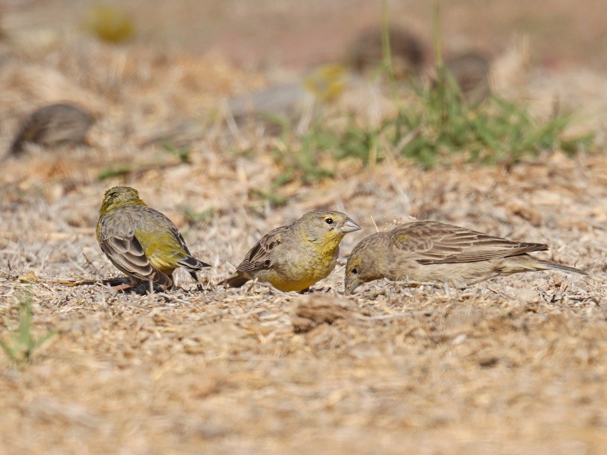 Raimondi's Yellow-Finch - ML631095617