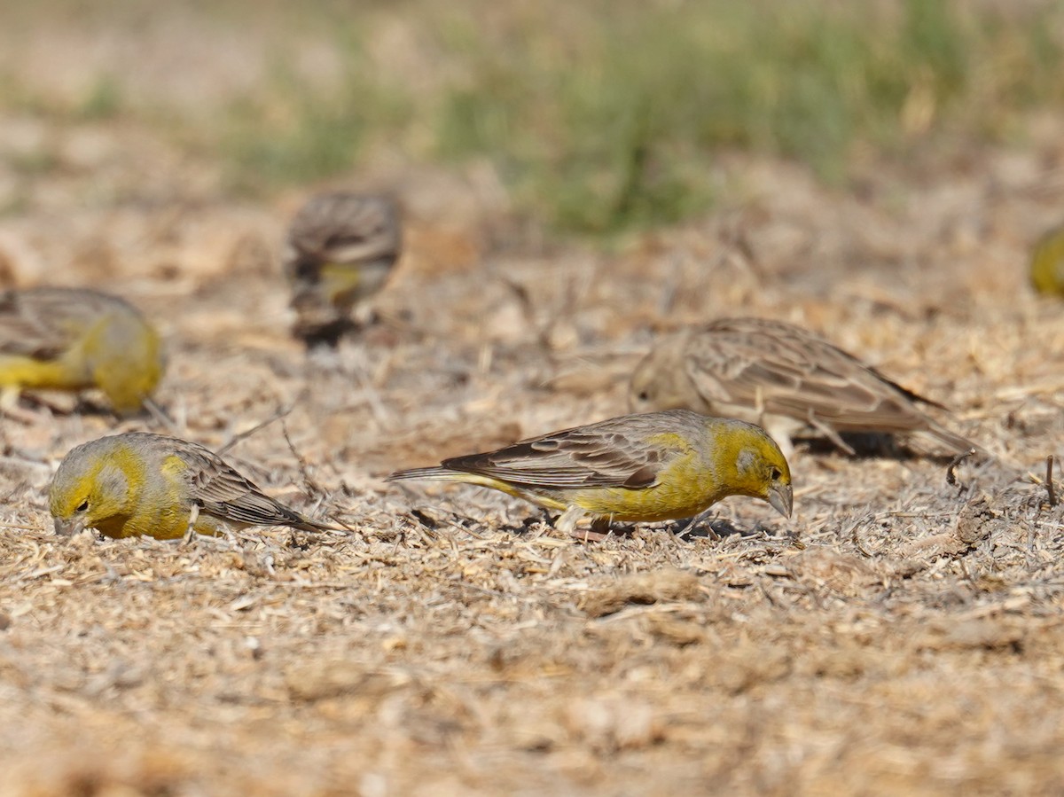 Raimondi's Yellow-Finch - ML631095618
