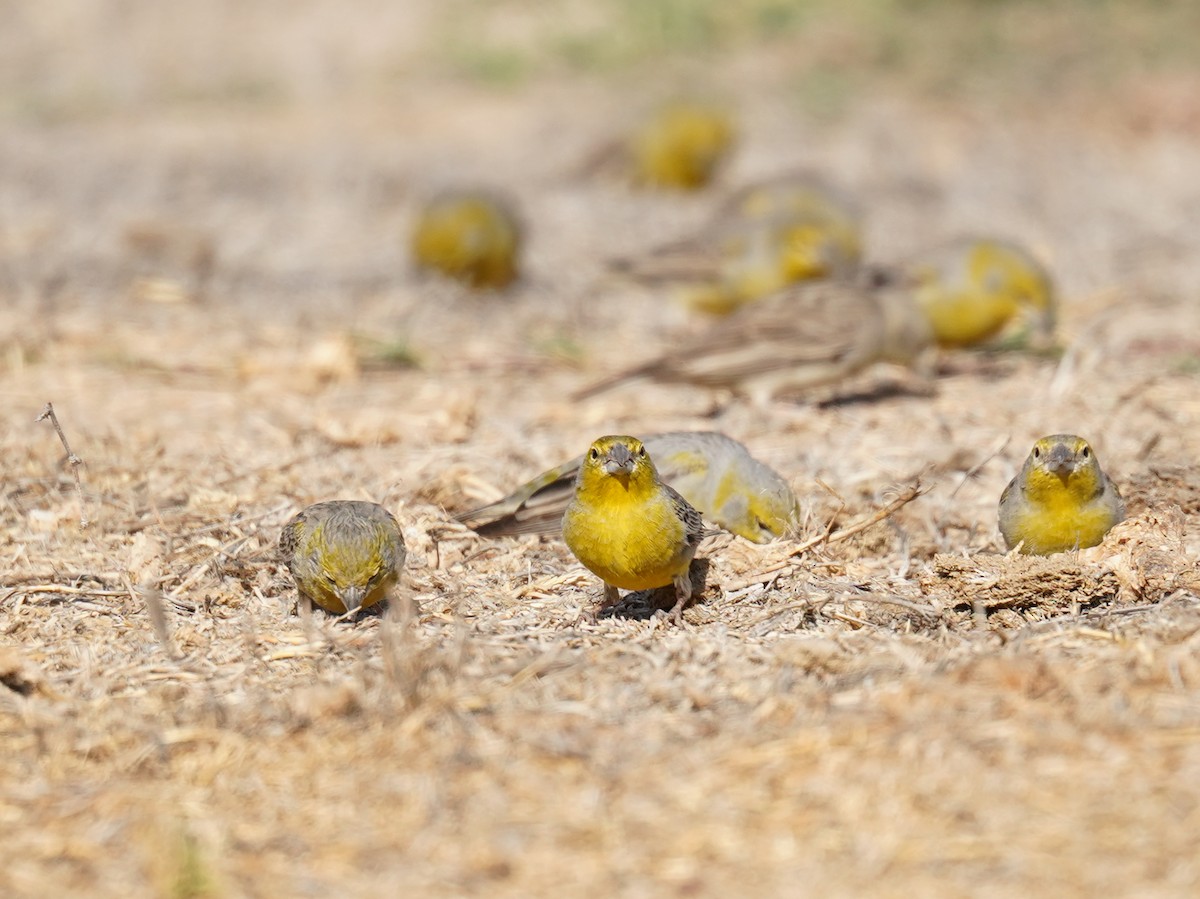 Raimondi's Yellow-Finch - ML631095619
