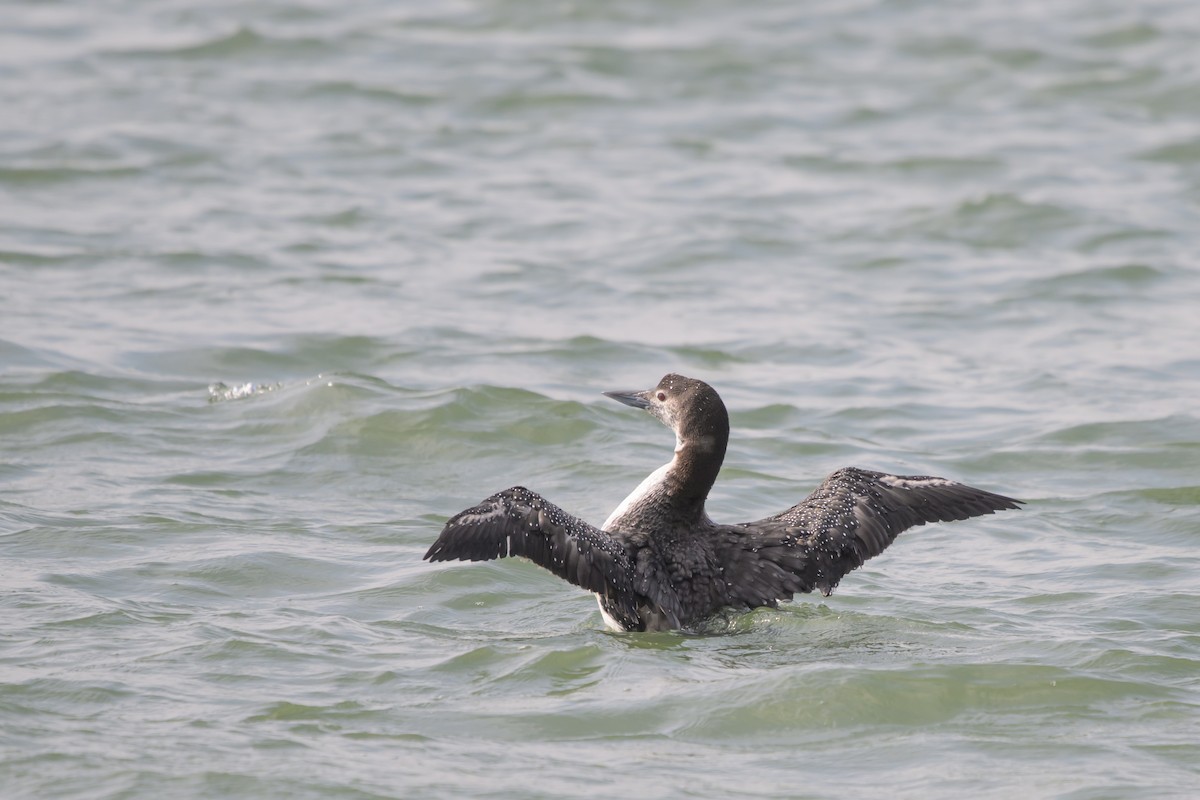 Common Loon - ML631095653