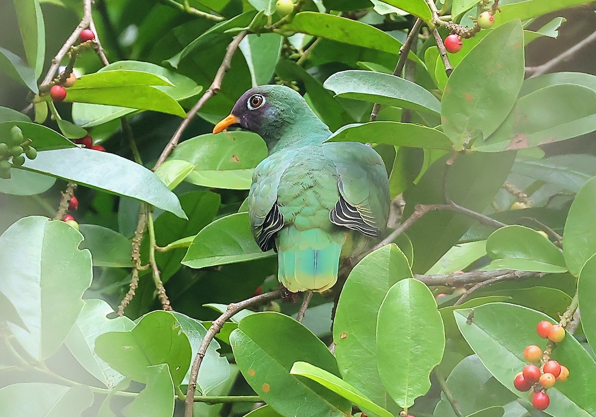 Jambu Fruit-Dove - ML631095797