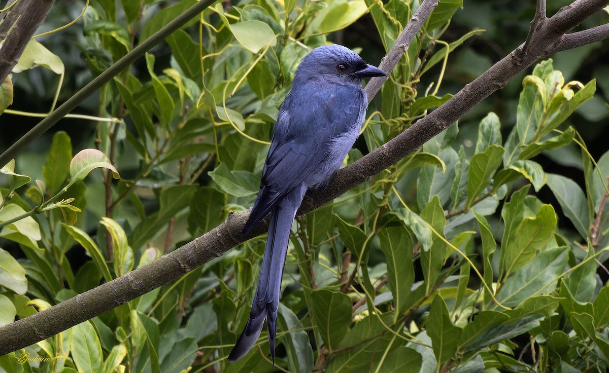 Ashy Drongo (Blackish) - ML631095880