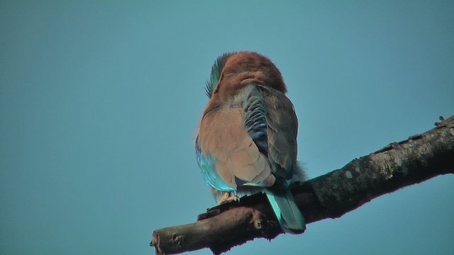 Common Kingfisher - ML631096126
