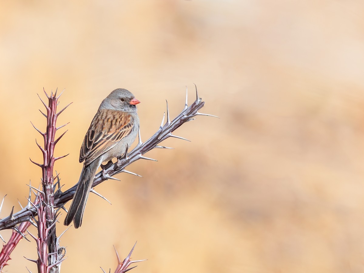 Black-chinned Sparrow - ML631096235