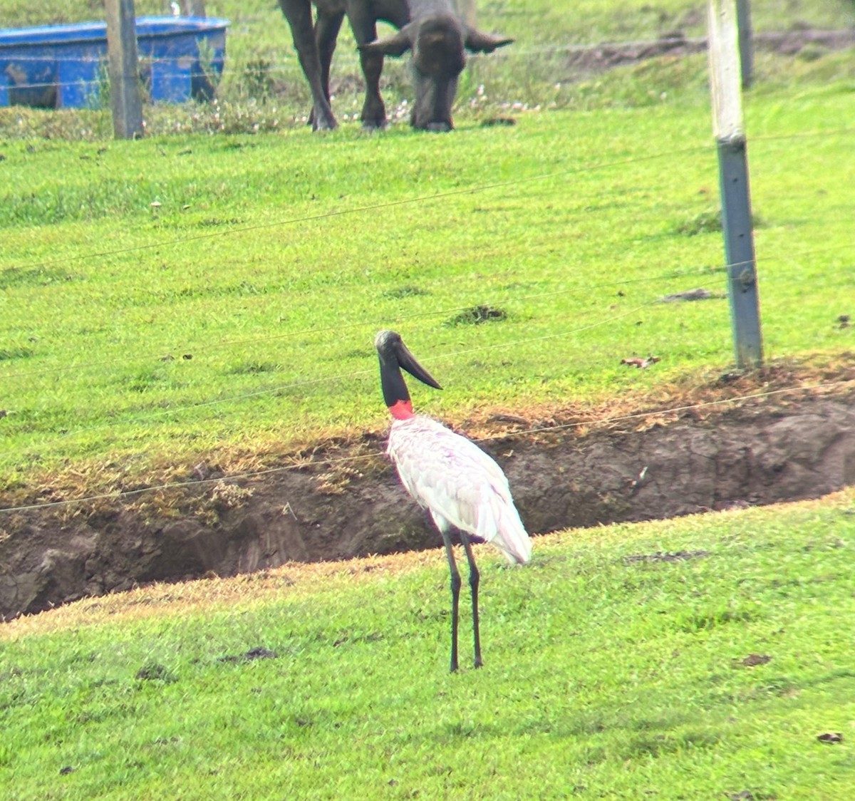 jabirustork - ML631096363