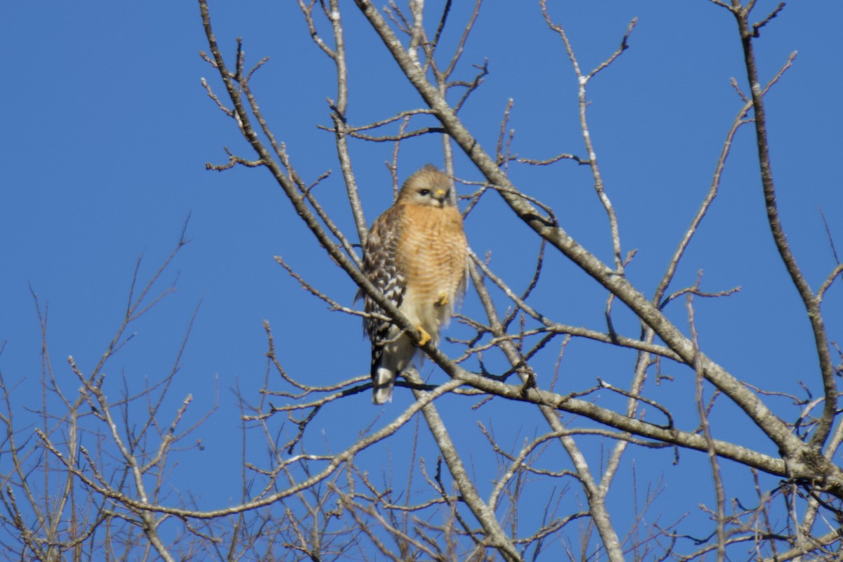 Red-shouldered Hawk - ML631096545