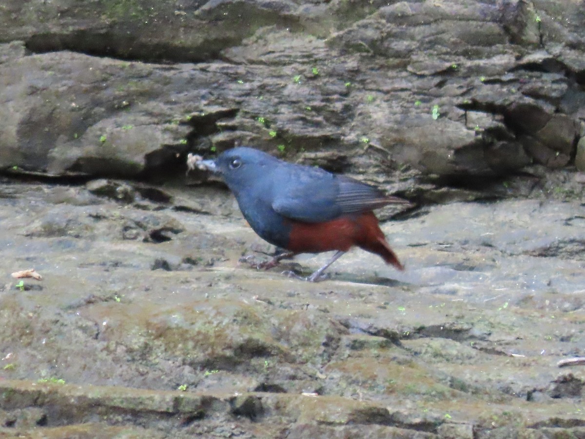 Luzon Redstart - ML631096646