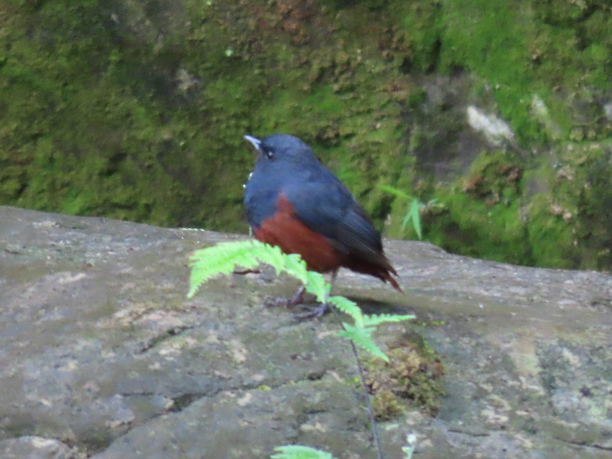 Luzon Redstart - ML631096647