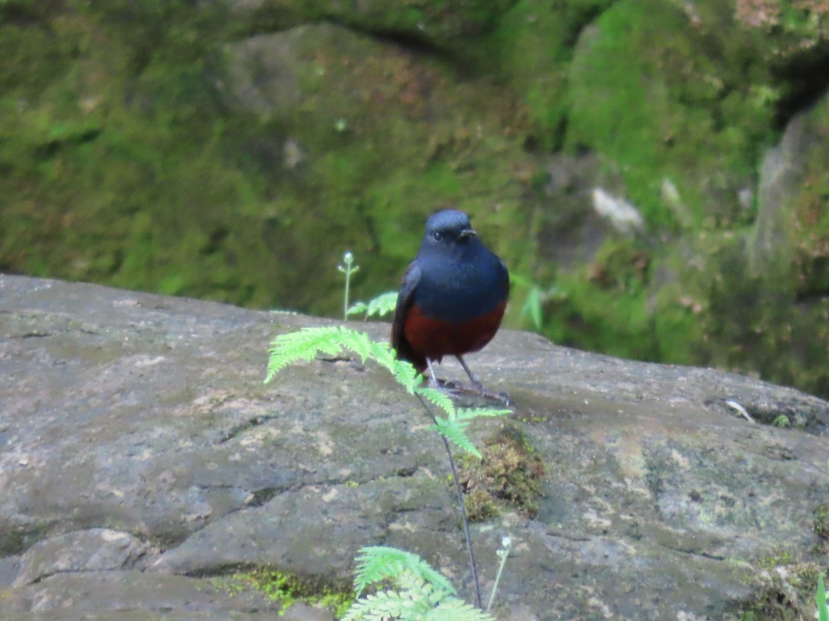Luzon Redstart - ML631096648