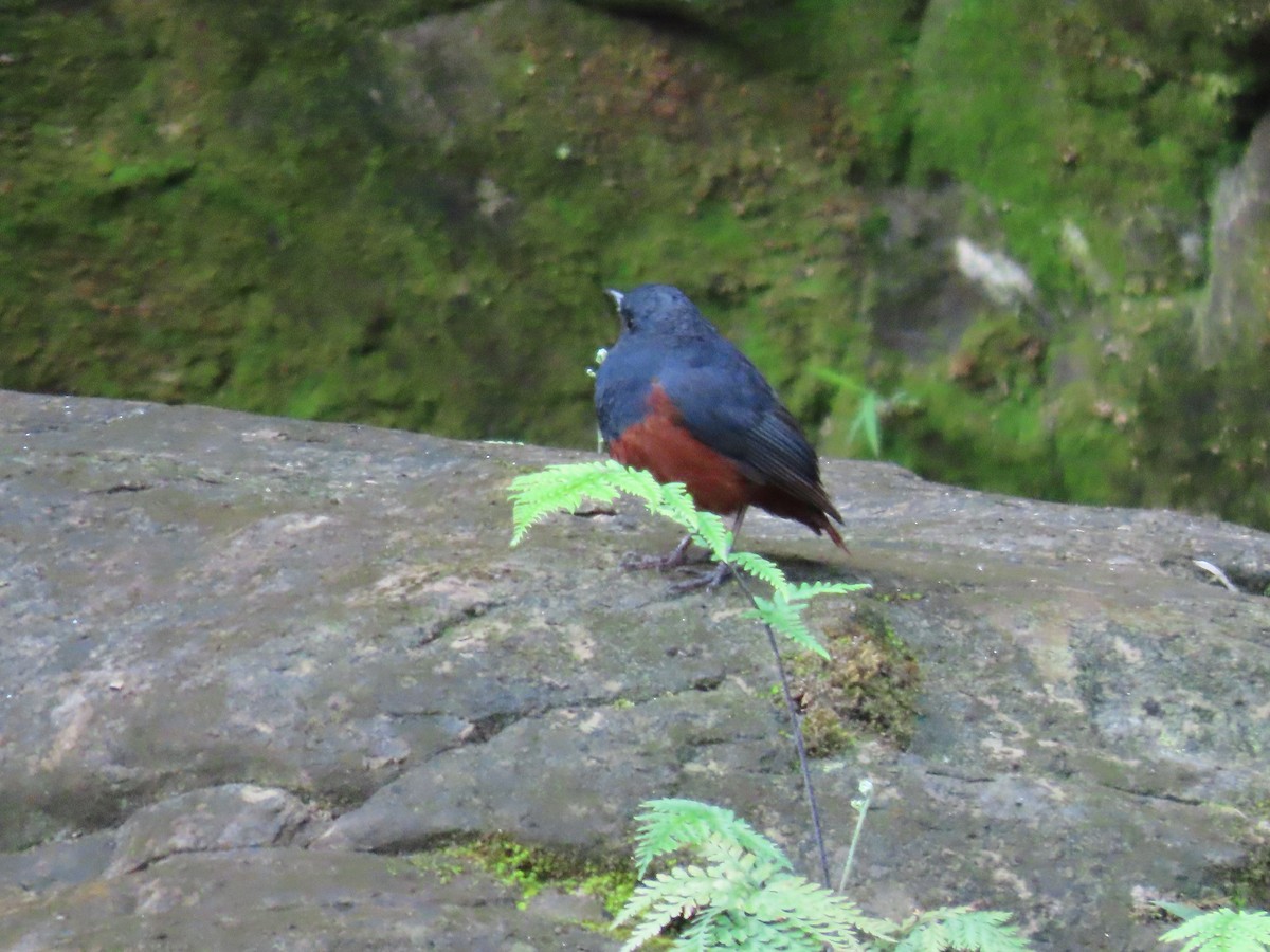Luzon Redstart - ML631096652