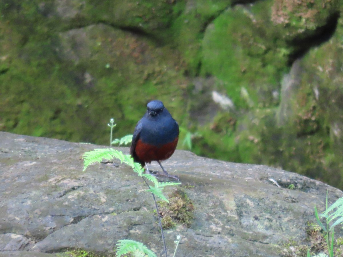Luzon Redstart - ML631096654