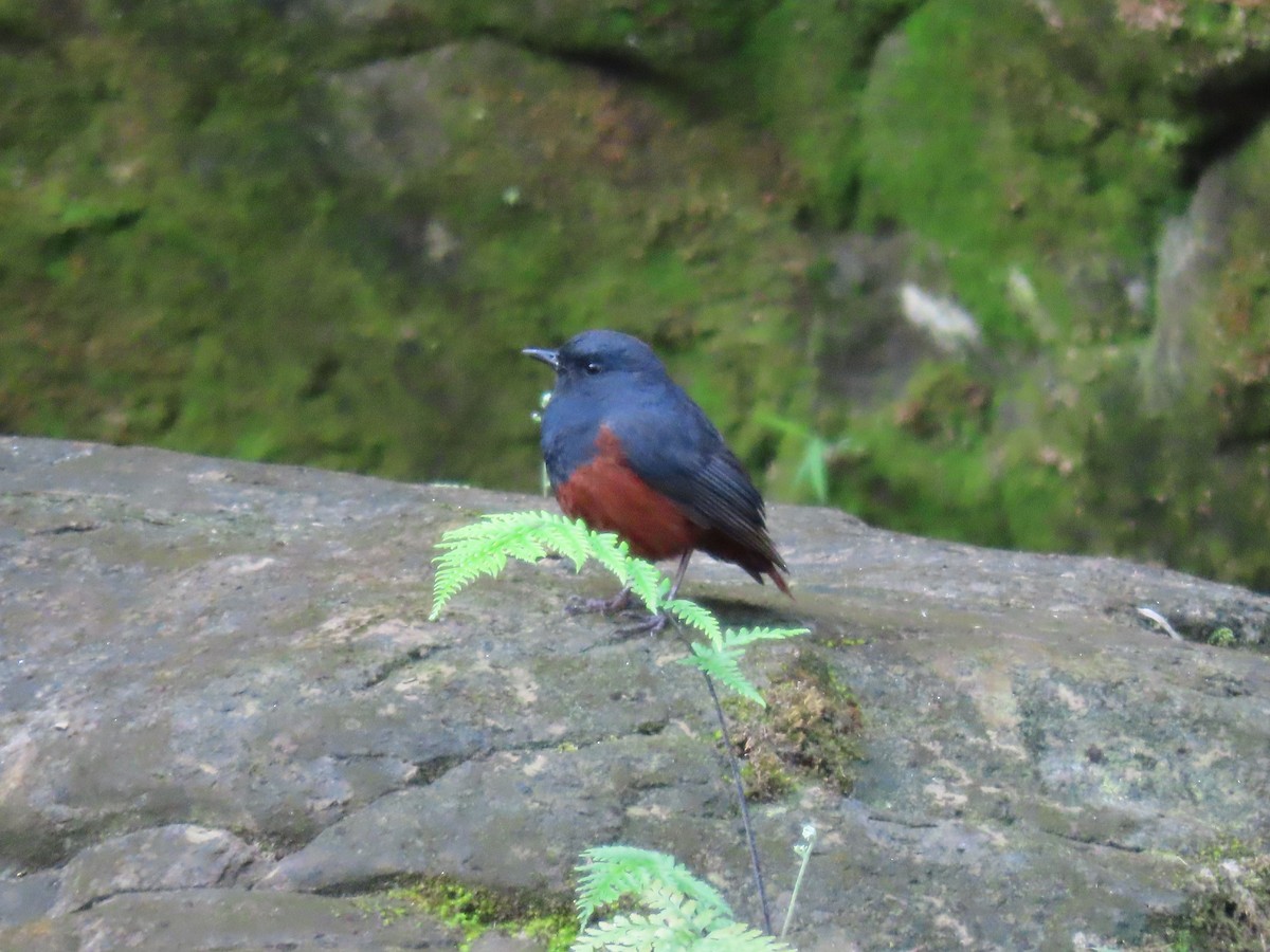 Luzon Redstart - ML631096655