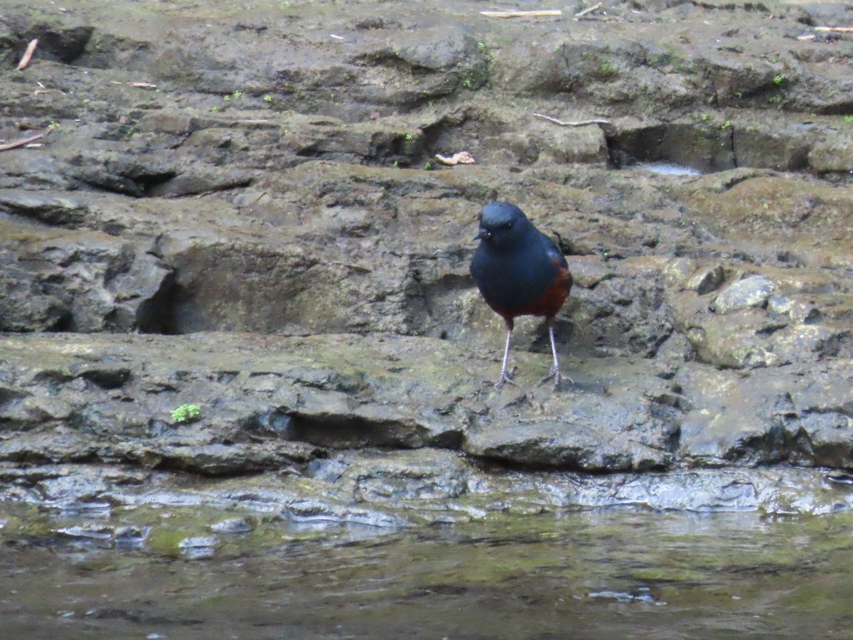 Luzon Redstart - ML631096656