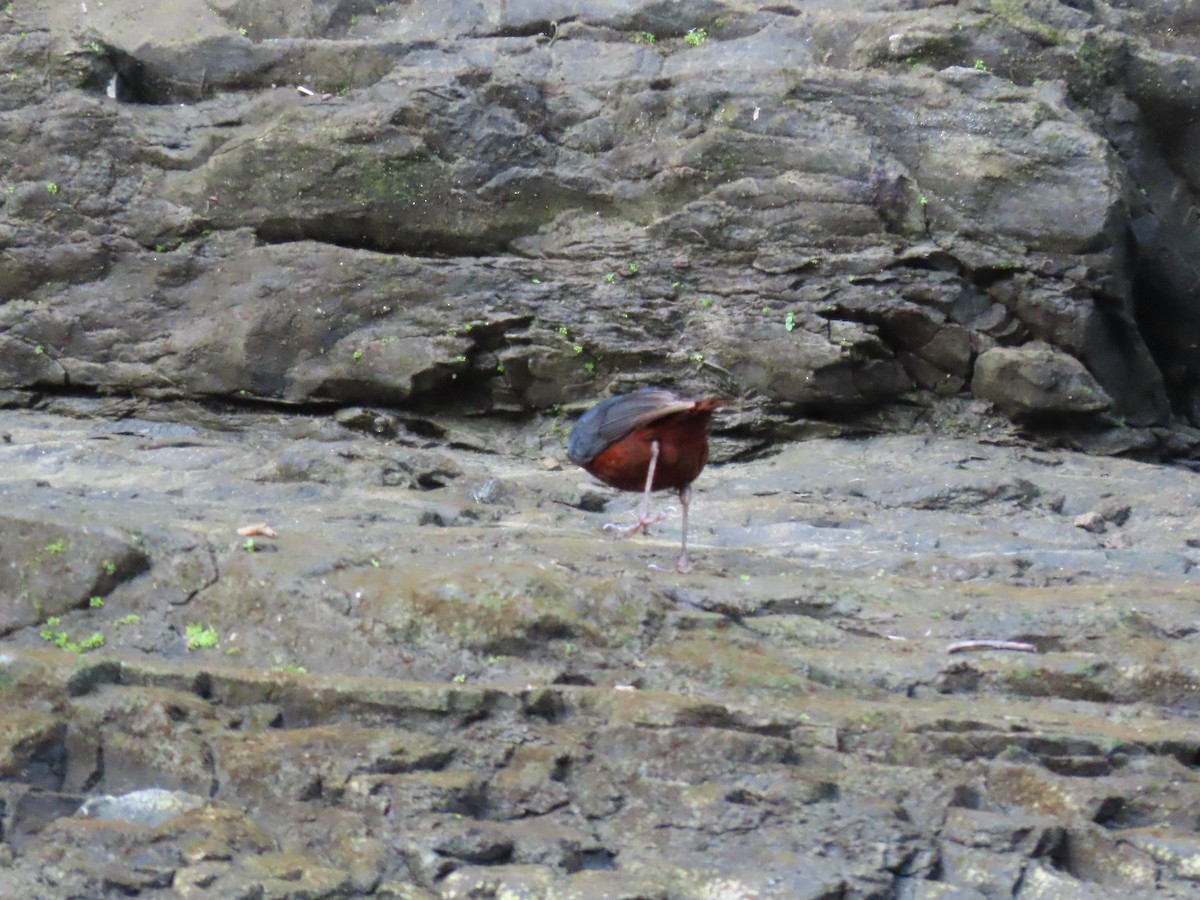 Luzon Redstart - ML631096658