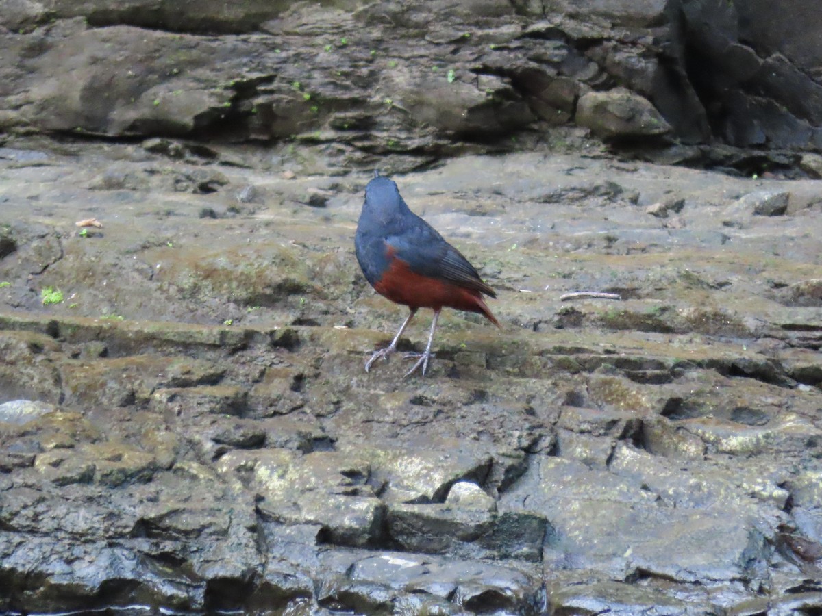Luzon Redstart - ML631096662