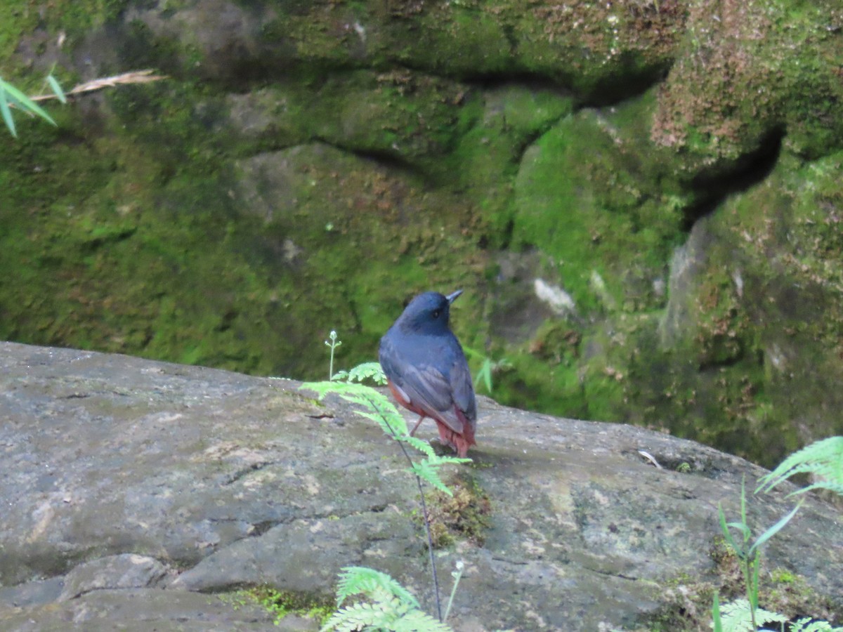 Luzon Redstart - ML631096664