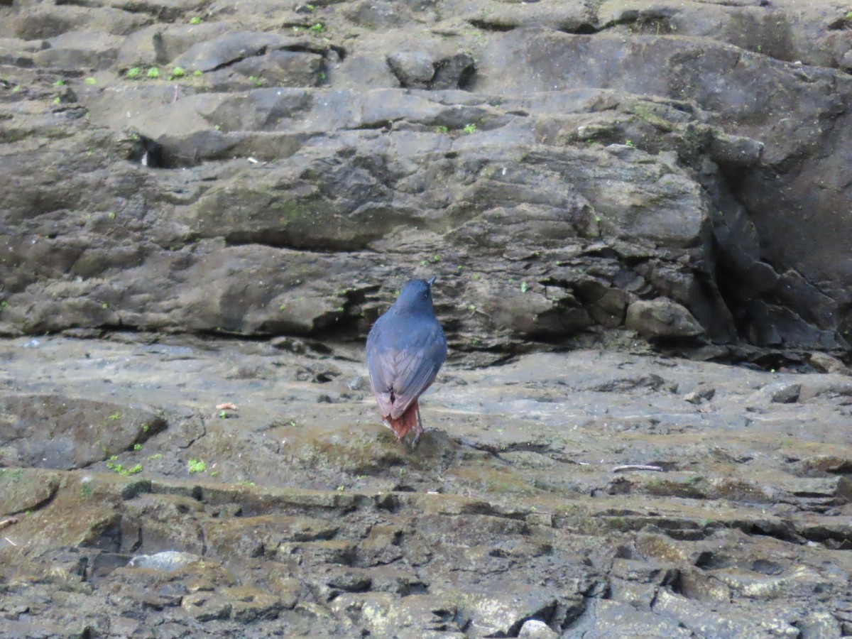 Luzon Redstart - ML631096667