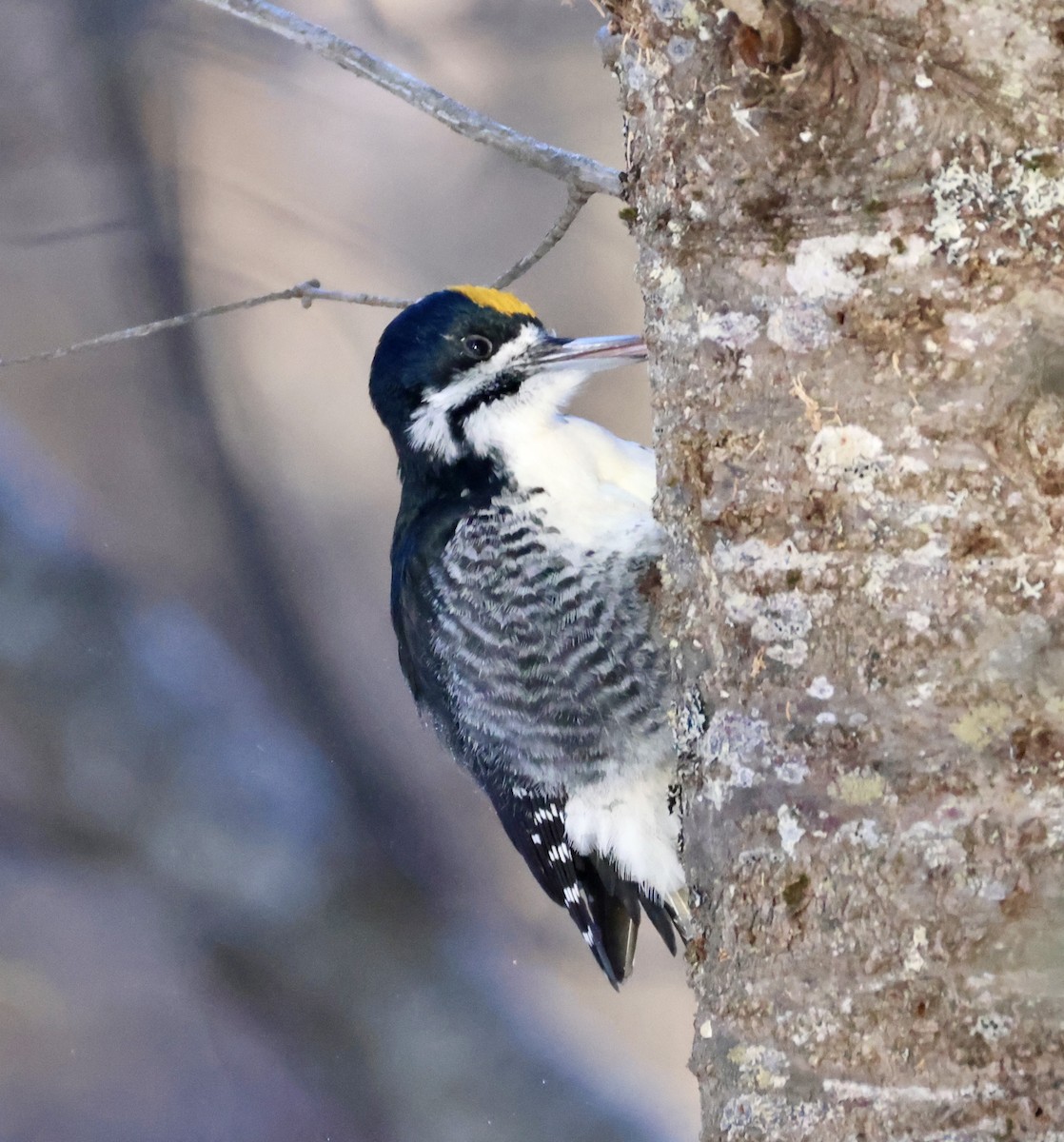 Black-backed Woodpecker - ML631096810