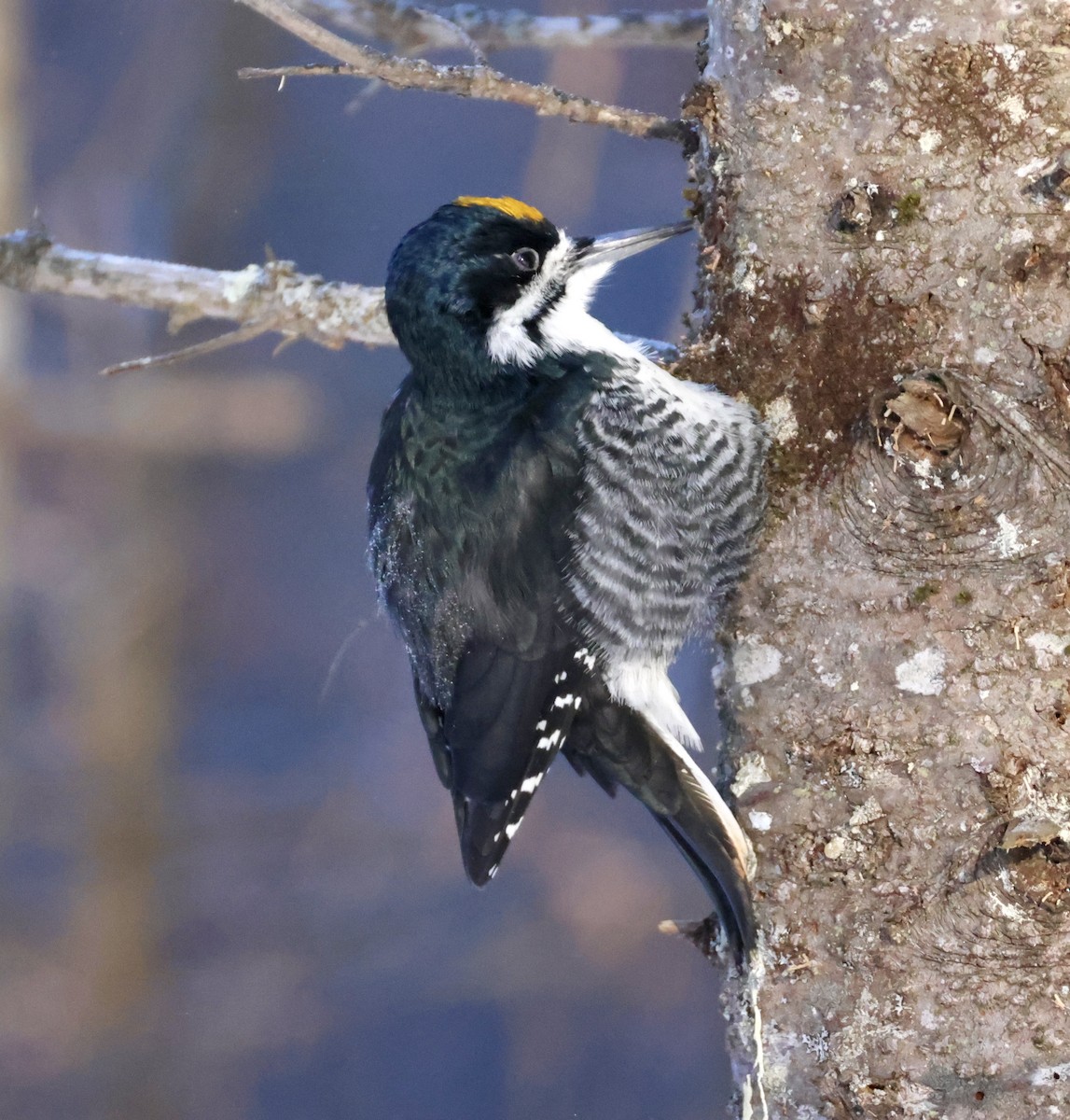 Black-backed Woodpecker - ML631096811