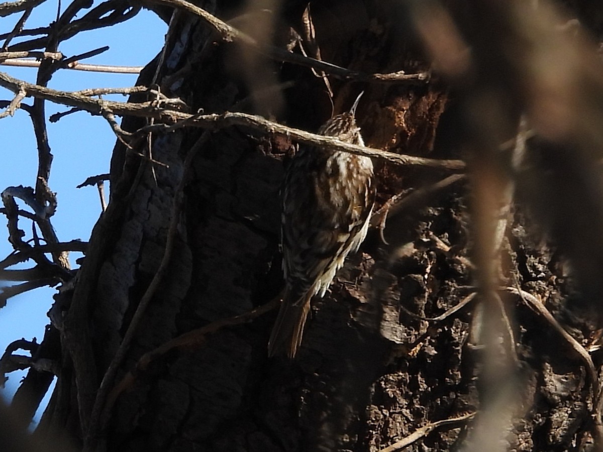 Brown Creeper - ML631096927