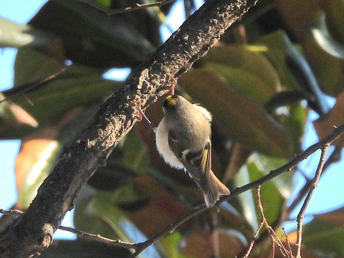 Golden-crowned Kinglet - ML631096979