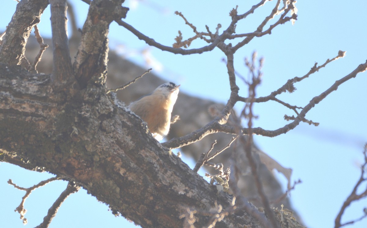 Algerian Nuthatch - ML631097092