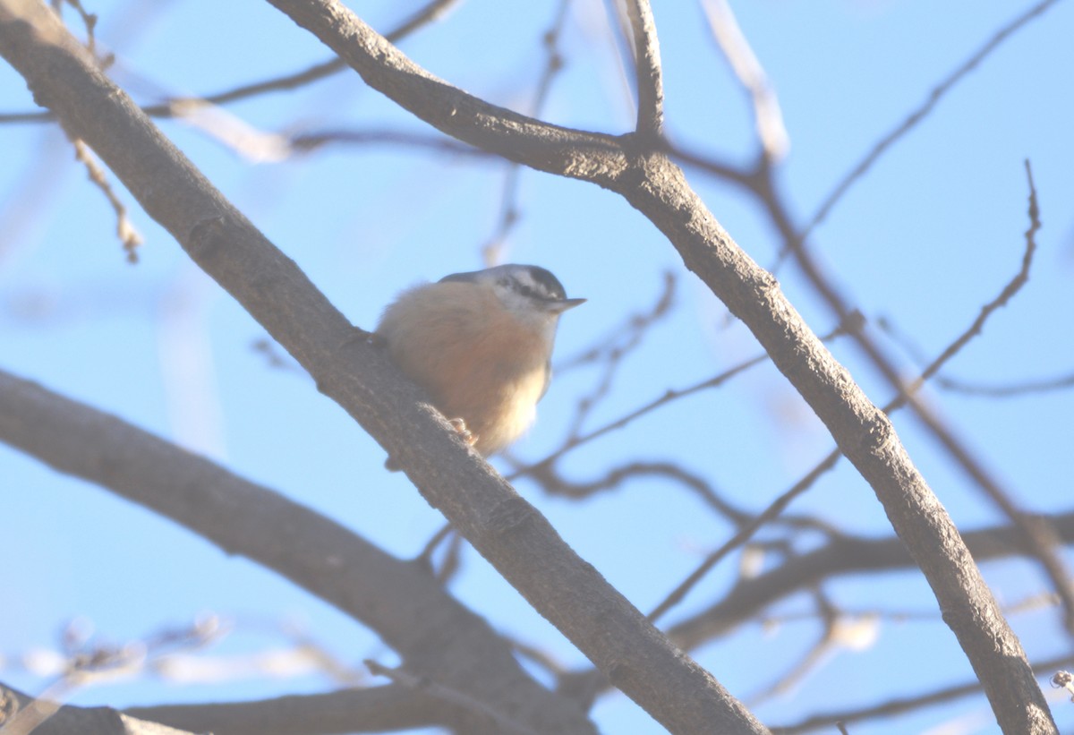 Algerian Nuthatch - ML631097108