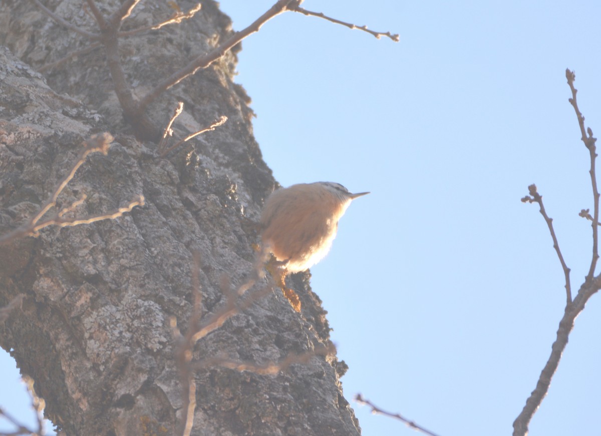 Algerian Nuthatch - ML631097109